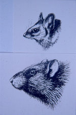 Black & Brown Rats
